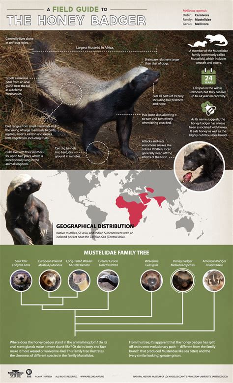 Honey Badger | Infographic: A field guide to the Honey Badger | Nature | PBS