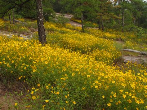 Piedmont Grasslands Gallery — Southeastern Grasslands Institute