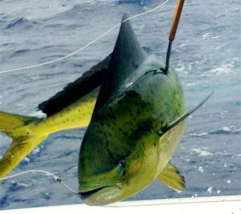 Maui Fishing Charters - Today's Fresh Catch: Maui Sport Fishing for Mahi Mahi