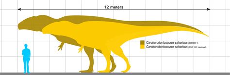 Carcharodontosaurus size comparison by koprX on DeviantArt