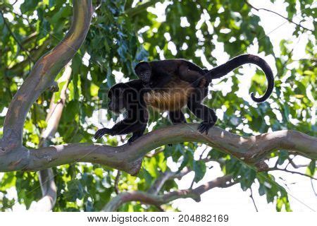 Howler Monkeys Costa Image & Photo (Free Trial) | Bigstock