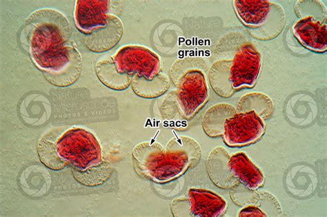 Pine Pollen Microscope