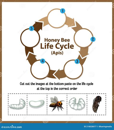 Honey Bee Life Cycle Diagram