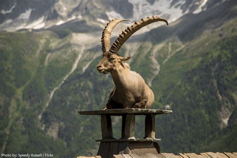 Interesting facts about ibex | Just Fun Facts