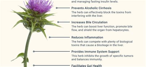 Milk thistle – properties, effects on the liver. How to use milk ...