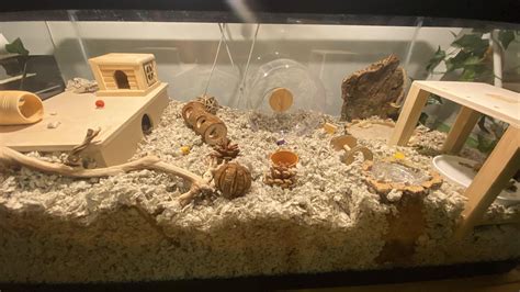 My First Hamster Cage Setup! : r/hamster