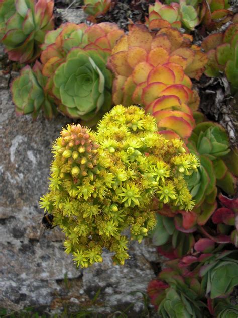 Growing Wild Scilly Isles | Isles of scilly, Plants, Flowers