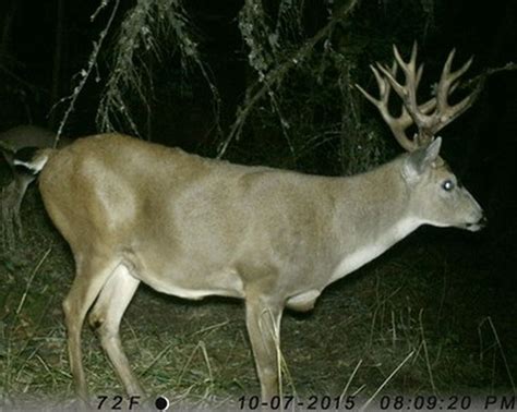 Wind, rain, rut will help hunters in the last week of Oregon's blacktail deer season ...