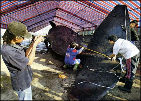 Unbelievable Facts: A Dead Whale Exploded In Taiwanese City