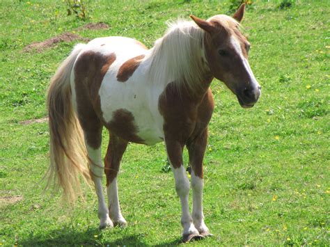 Brown And White Horse Free Stock Photo - Public Domain Pictures