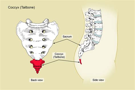 Coccygeal Vertebrae