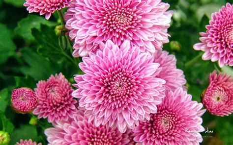 Romantic Flowers: Chrysanthemum Flowers