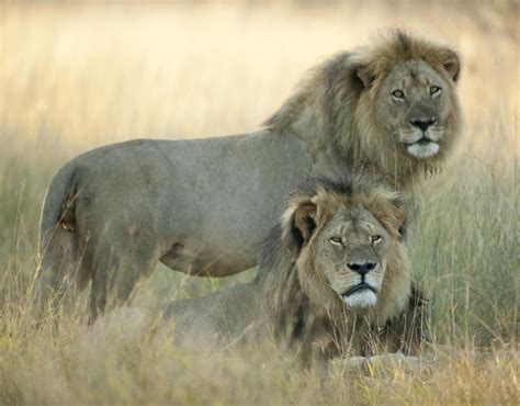 Cecil the lion and Jericho at Hwange National Park in Zimbabwe | Cecil ...