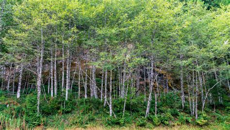 Alder | Definition, Description, Tree, Wood, & Facts | Britannica