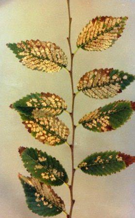 Xtremehorticulture of the Desert: Branches Dying in Elm Probably Not ...