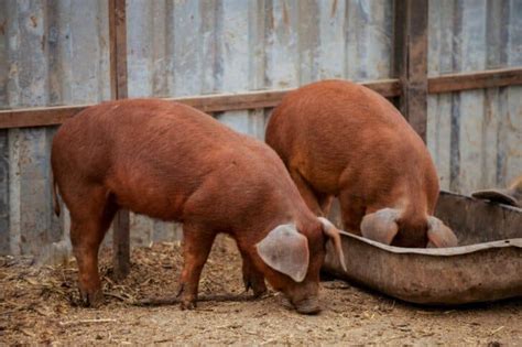 Duroc Pig: Is This Hardy and Fast-Growing Pig Right for You?