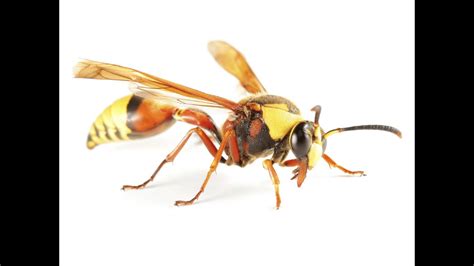 Paper Wasp Queen Identification