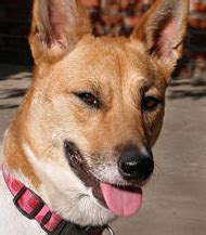 Shiba Inu World: Shiba Inu Lab Mix - The Best Shiba Inu Ever!