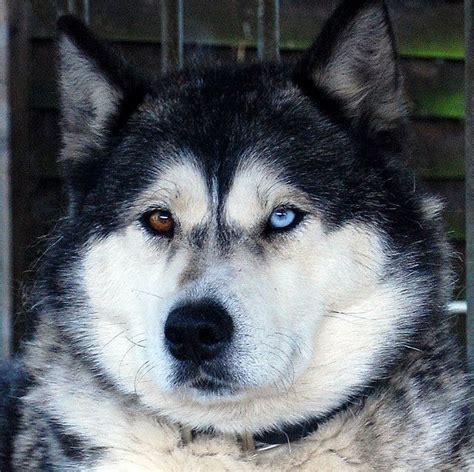 Heterochromia Husky Facts You (Probably) Didn’t Know - Healthy Homemade Dog Treats