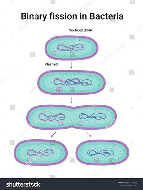 Illustration Binary Fission Bacteria Reproduction Stock Illustration 1964262256 | Shutterstock