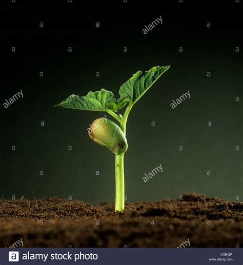 Cotyledon Seed Germination High Resolution Stock Photography and Images - Alamy