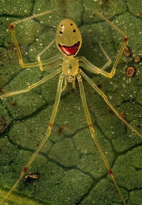 The happy face spider lives in the rainforests of Hawaiian islands. | Especies de aranhas, Erros ...