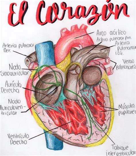 Ilustracion De La Anatomia Del Corazon 1926 Anatomia Del Corazon Images ...