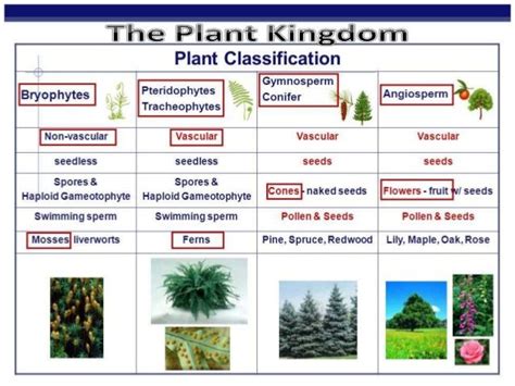 Image result for bryophyte pteridophyte Plant Classification, Kingdom Plantae, Vascular Plant ...