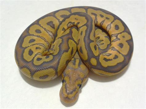 Piebald - Morph List - World of Ball Pythons