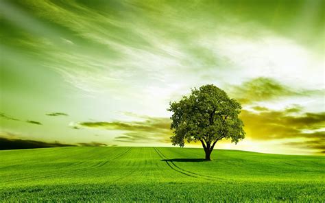 Green Tree Wallpapers - Wallpaper Cave