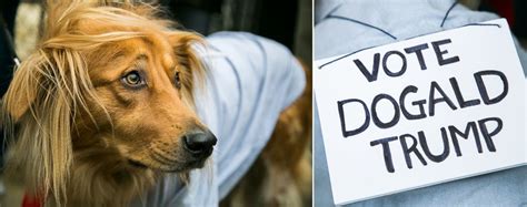 Dogs in Costumes for a Halloween Parade - ABC News