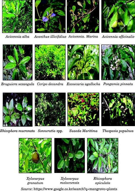 Some dominant mangroves and their associates available in mangrove... | Download Scientific Diagram