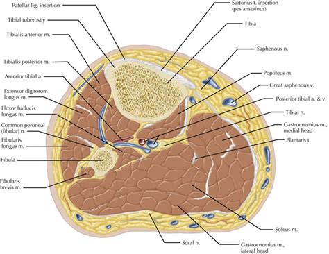 plantaris tendon anatomy