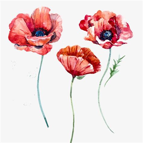 Watercolor Poppies PNG Image, Watercolor Poppies, Watercolor, Flower ...