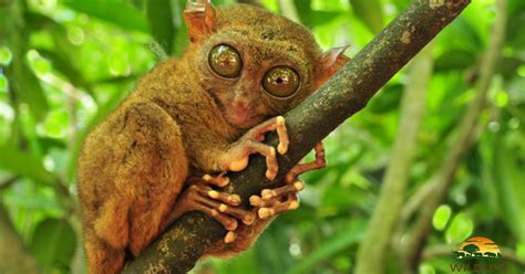 Tarsier (Tarsius Syrichta), the world's smallest primate in Bohol, Philippines - wildlife planet