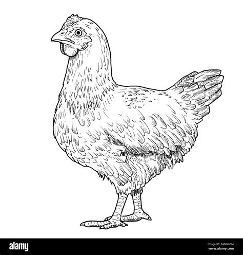 Drawing of hen. Sketch of adult female chicken, black and white illustration Stock Photo - Alamy