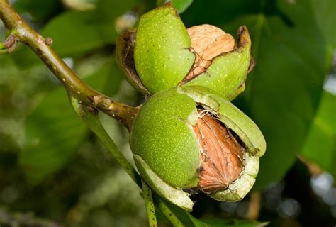 Carpathian English Walnut Tree 2-3' | Ison's Nursery & Vineyard | Walnut tree, English walnut ...