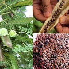 a. Leucaena leucocephala plant showing its leaves, fruits and flowers ...