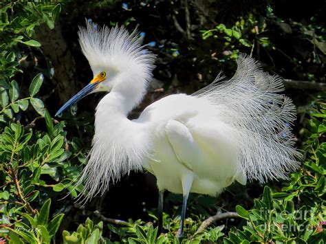 Little Egret Breeding Plumage