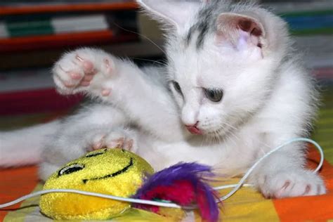 Health Tips For Your Cat - TAILored Pet Services LLC