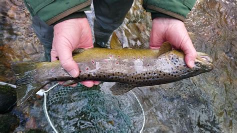 Distinguishing between brown trout and sea trout