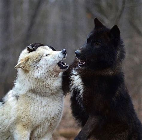 Wolf pack marching through the snow : r/wolves