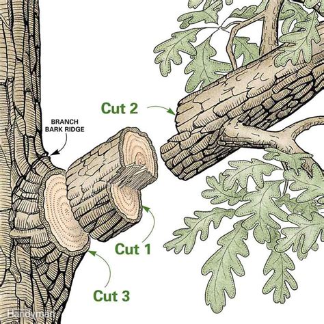 Bush Pruning Tips for Healthier Bushes | Family Handyman