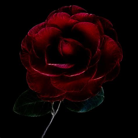 Free Images : bright pink, design, fractal, red rose, flower, rose family, garden roses ...