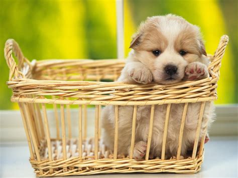 Adorable Puppy - Wallpaper, High Definition, High Quality, Widescreen