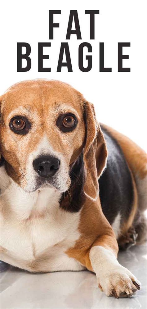 Fat Beagle - Is Your Little Pup Getting Overweight?