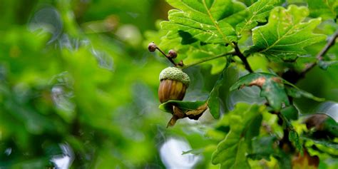 Seed Gathering Season: Acorns abound this autumn! - The Tree Council