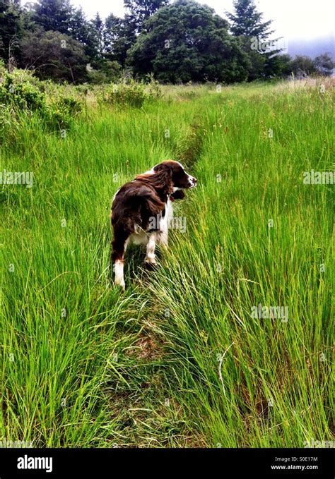 English springer spaniel hunting hi-res stock photography and images - Alamy