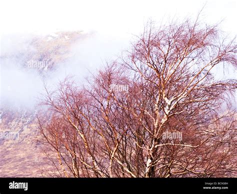 Silver Birch tree in Glencoe Stock Photo - Alamy