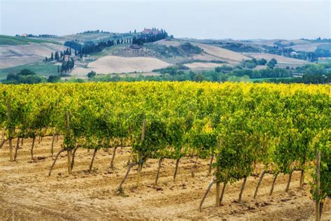 Vineyard Landscape in Tuscany, Italy. Stock Image - Image of valley ...